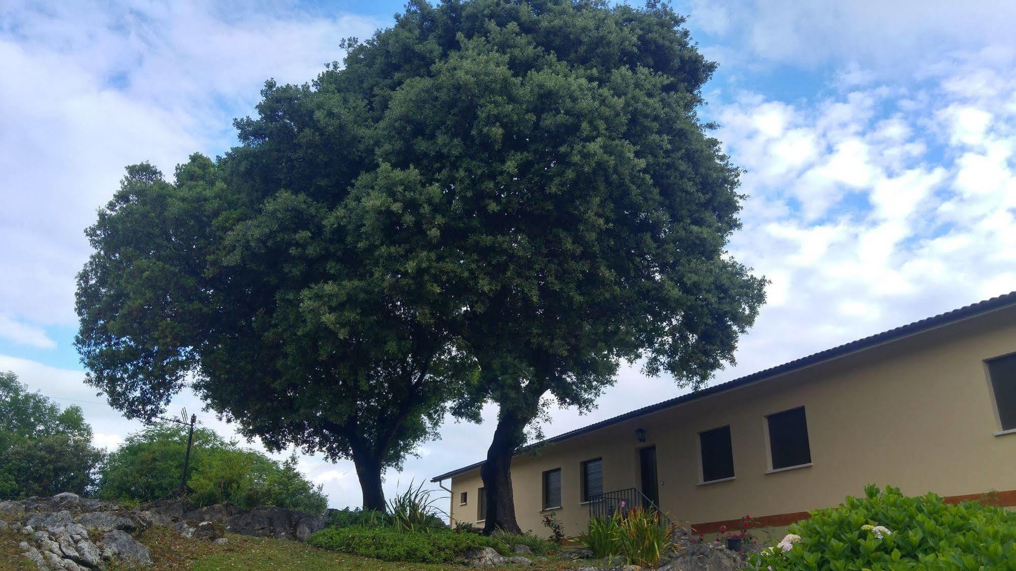 La Encina Celorio *